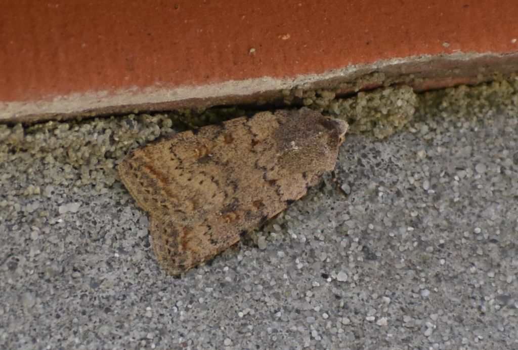 Noctuidae: Caradrina clavipalpis